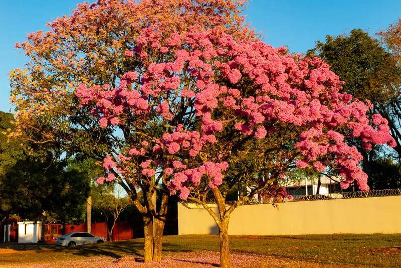 ต้นลาพาโช่ (Tabebuia impetiginosa) ออกดอกสีชมพูเต็มต้นริมถนนในเมือง ยามแสงเย็น