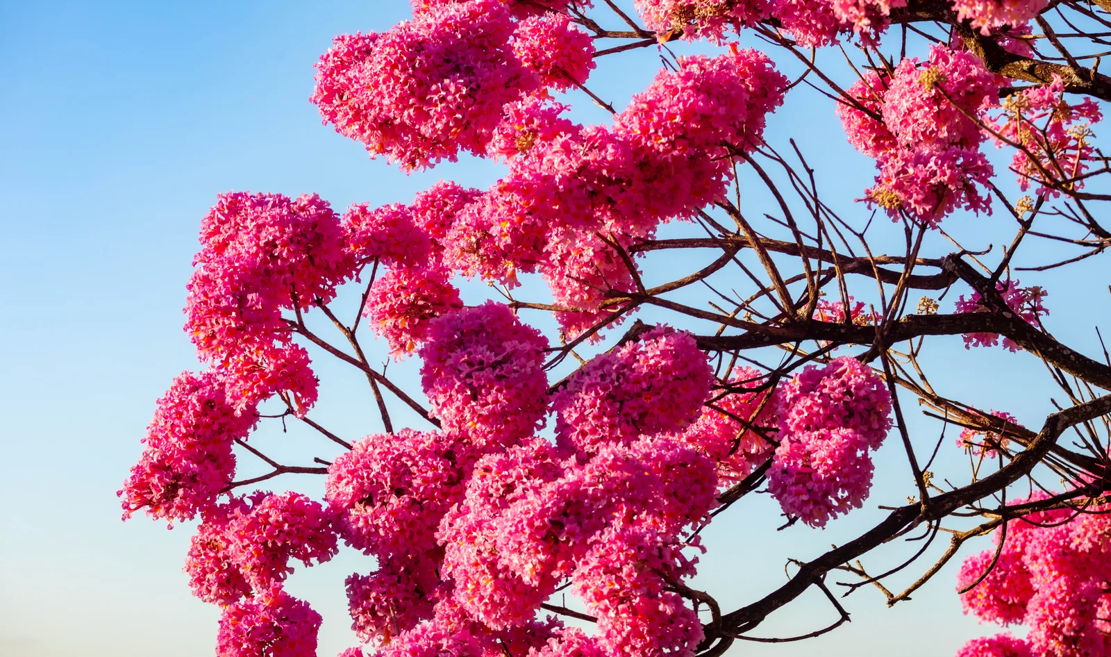 ต้นลาพาโช่ (Handroanthus / Tabebuia impetiginosa) ออกดอกสีชมพูอมม่วงเต็มต้น ตัดกับท้องฟ้าสีคราม