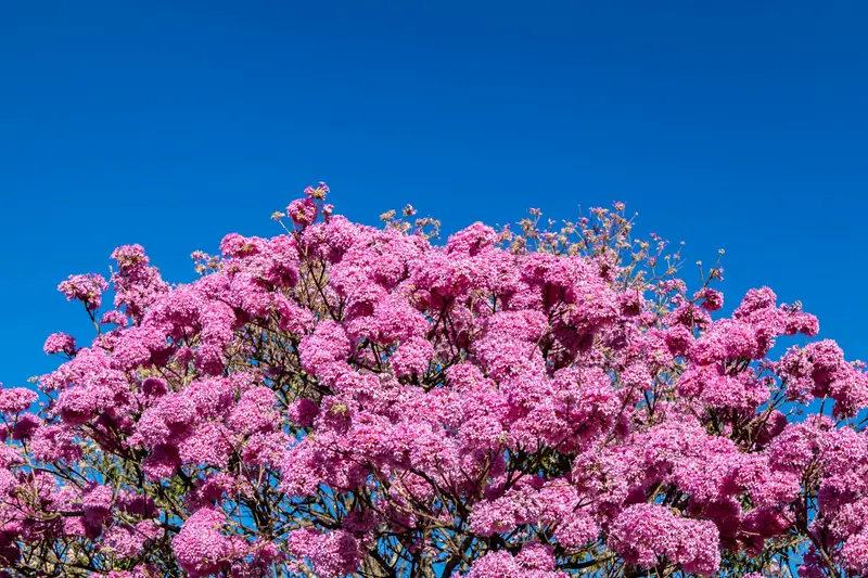 ต้นลาพาโช่ (Tabebuia impetiginosa) ต้นใหญ่ออกดอกสีชมพูเต็มทรงพุ่ม ตัดกับท้องฟ้าสีคราม
